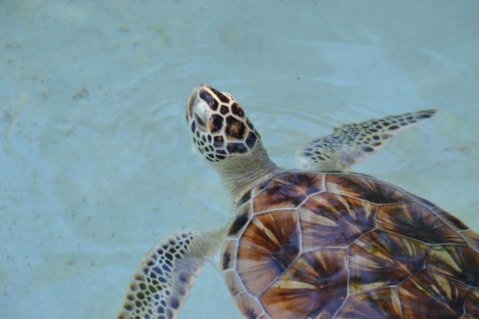 Turtle Nature Wildlife