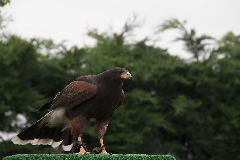 beautiful brown eagle