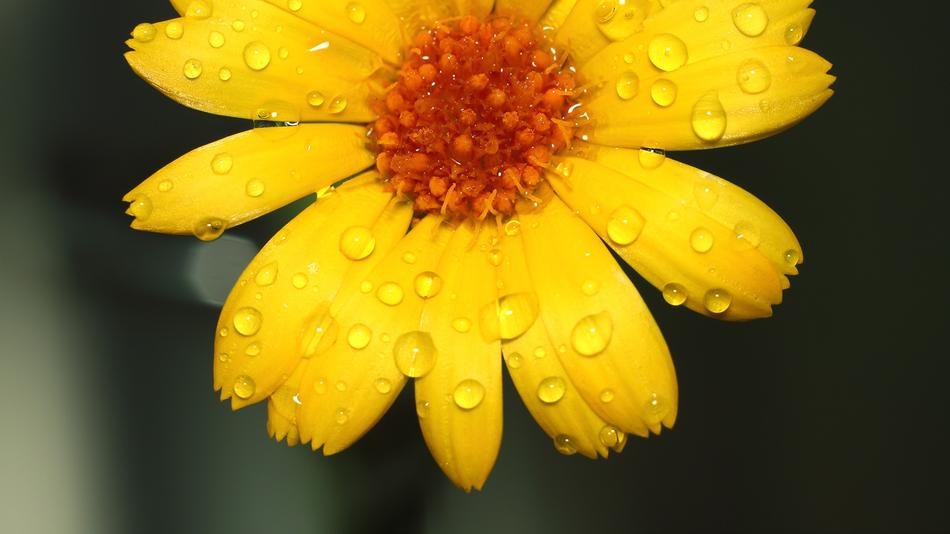 Nature Flower Summer