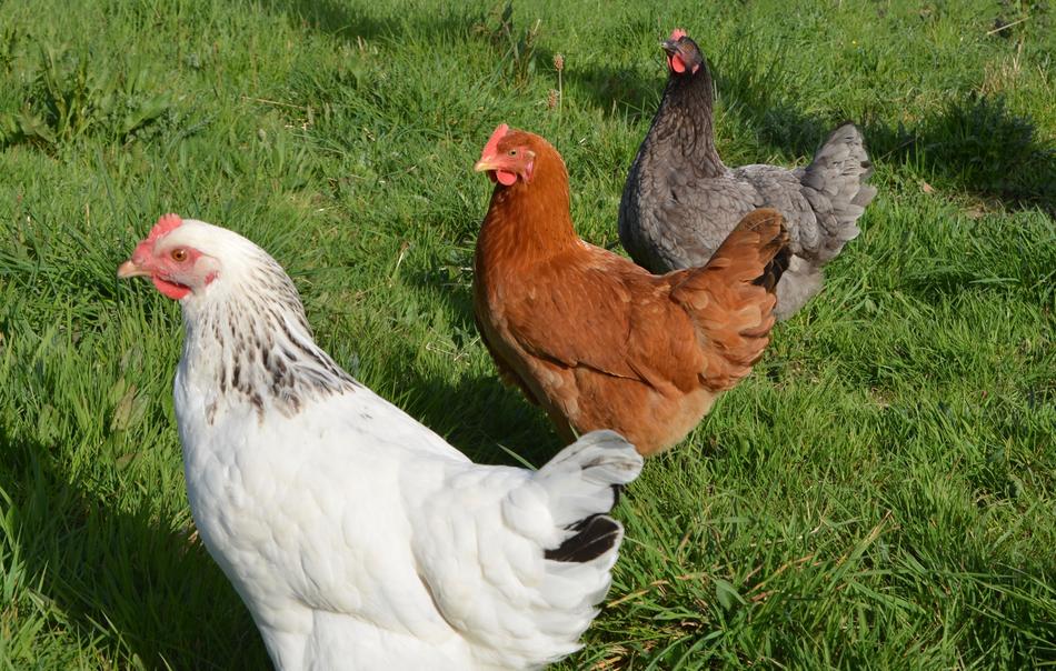 Laying Hens White Hen Sussex Red