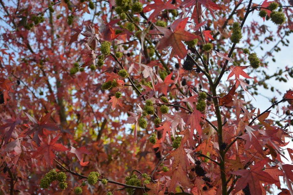Autumn Leaf Tree Color