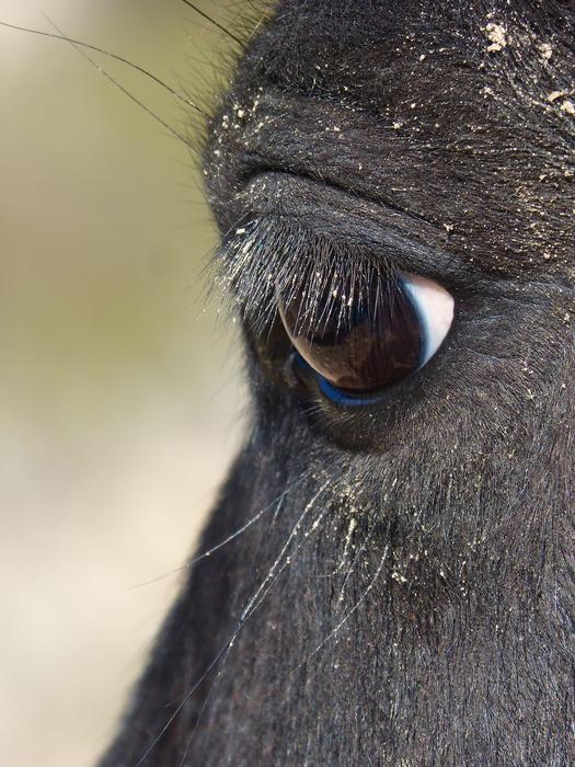 Horse Eye Look