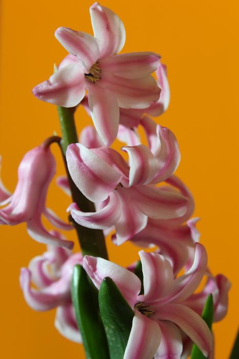 Flower Flora Nature