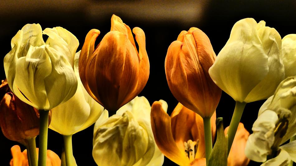 Nature Tulip Flower