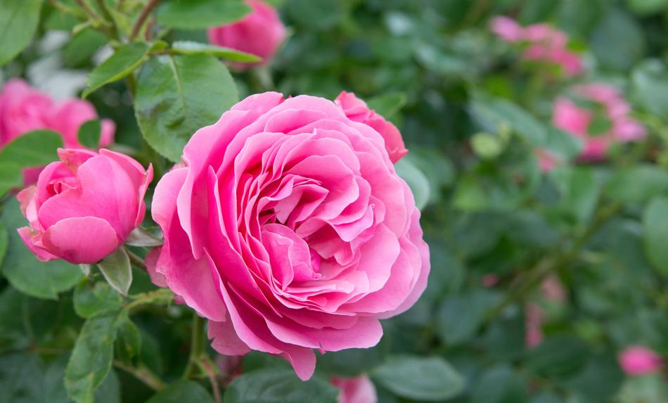 Rose Flowers Rosebush Ornamental