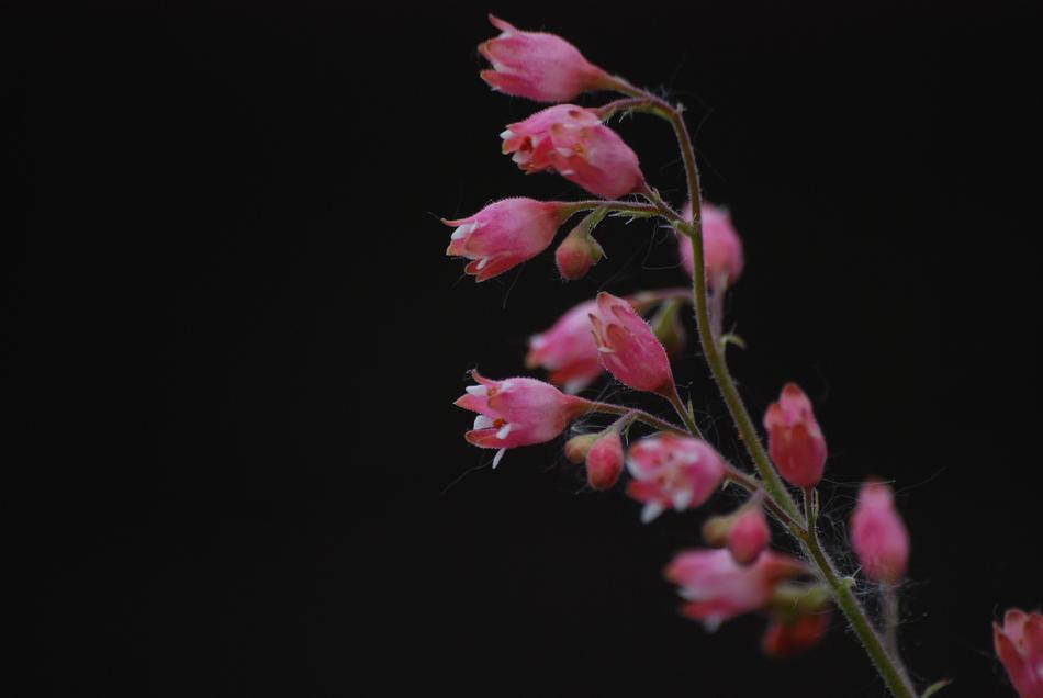 Flower Nature Leaf