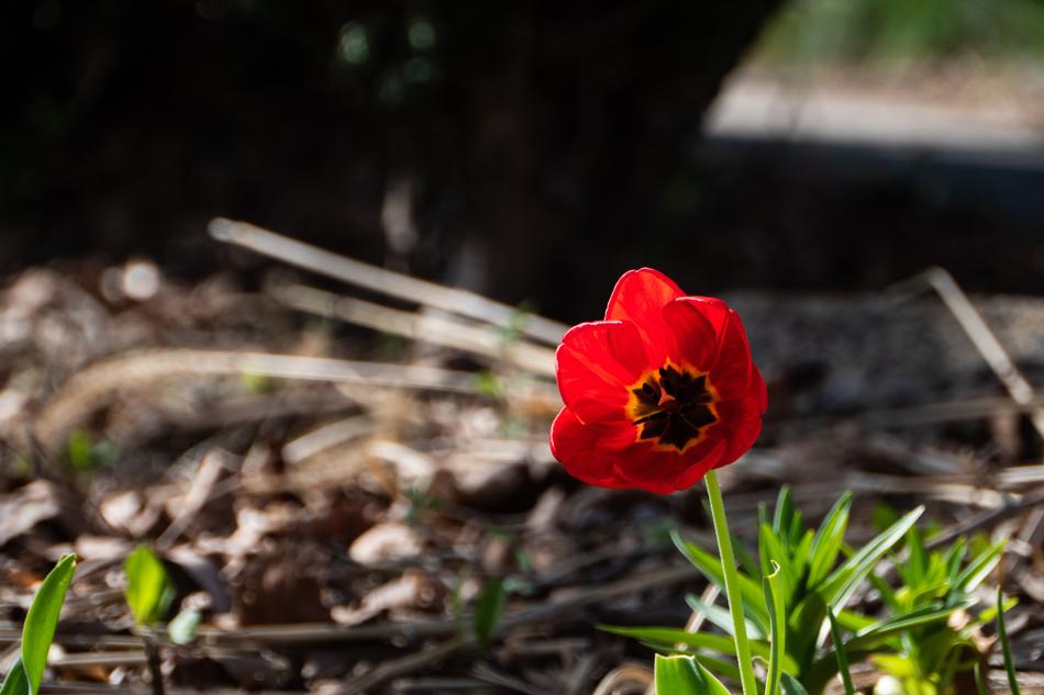 open tulip bud in the grass