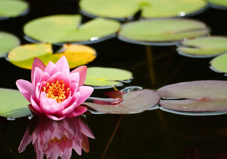 pink delicate lily in the pond