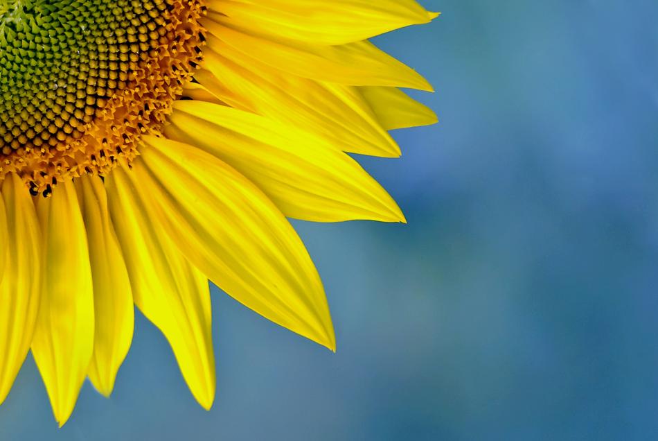 Nature Plant Summer