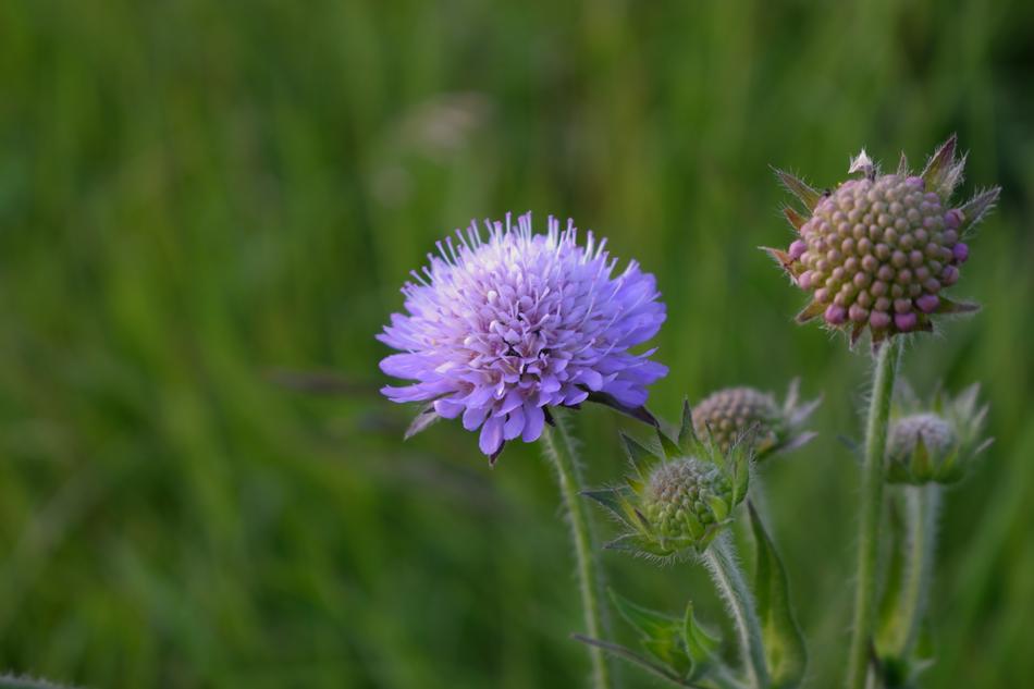 Nature Flower Plant