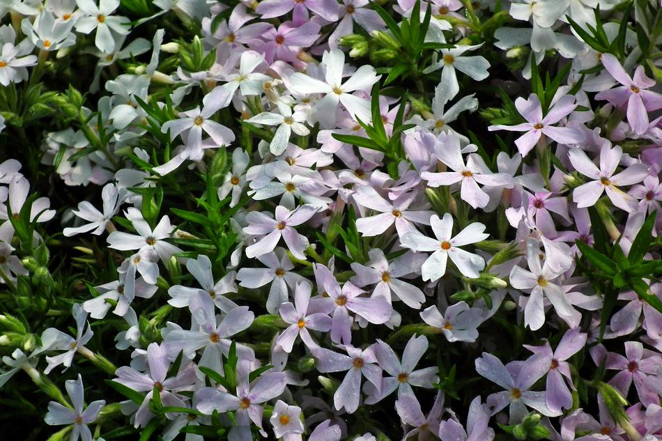 Flower Spring Plant