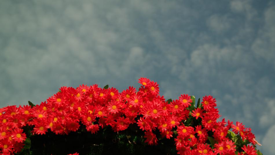 Flowers Nature