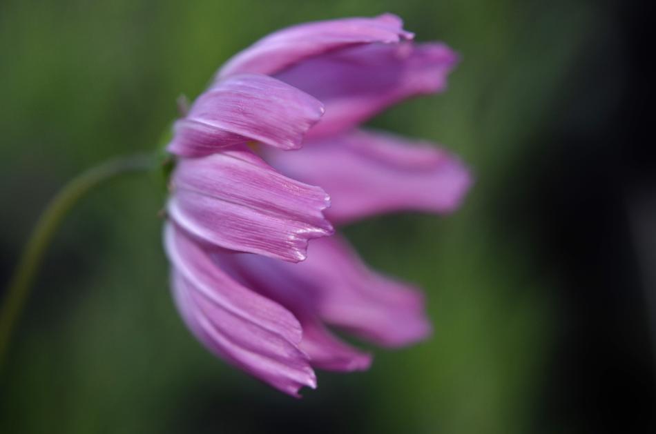 Nature Flower Flora