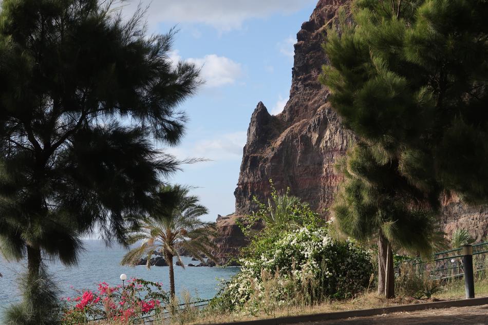 Madeira Tree Nature