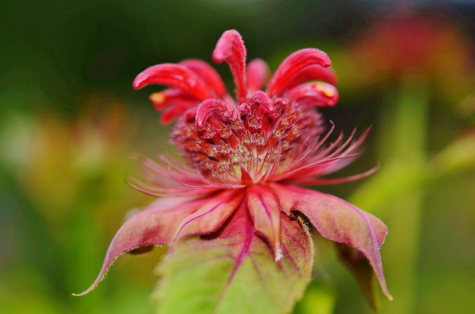 red flower cute