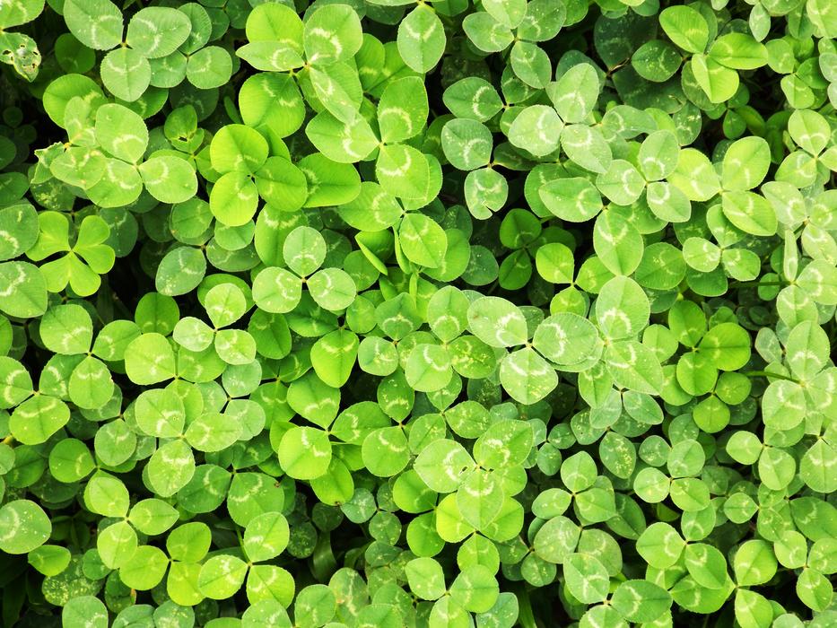 Nature Wallpaper Spring