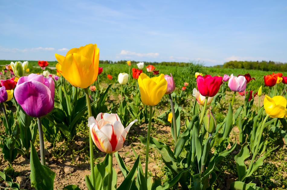 Tulips Tulip Field Tulpenbluete