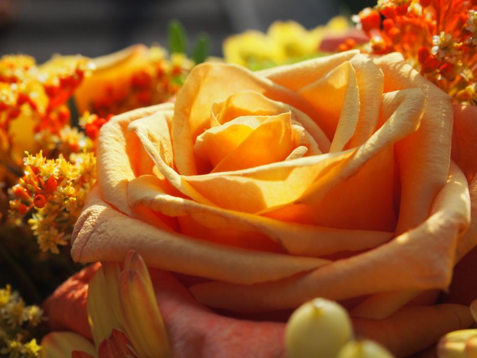 Flower Rose Wedding