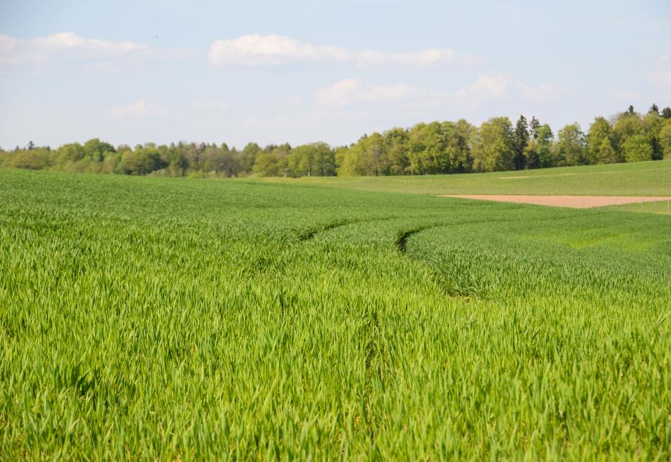 Grass Field Traces