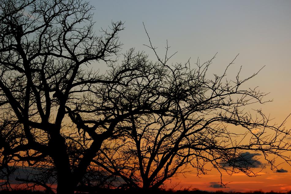 Sunset Trees at Shadow view