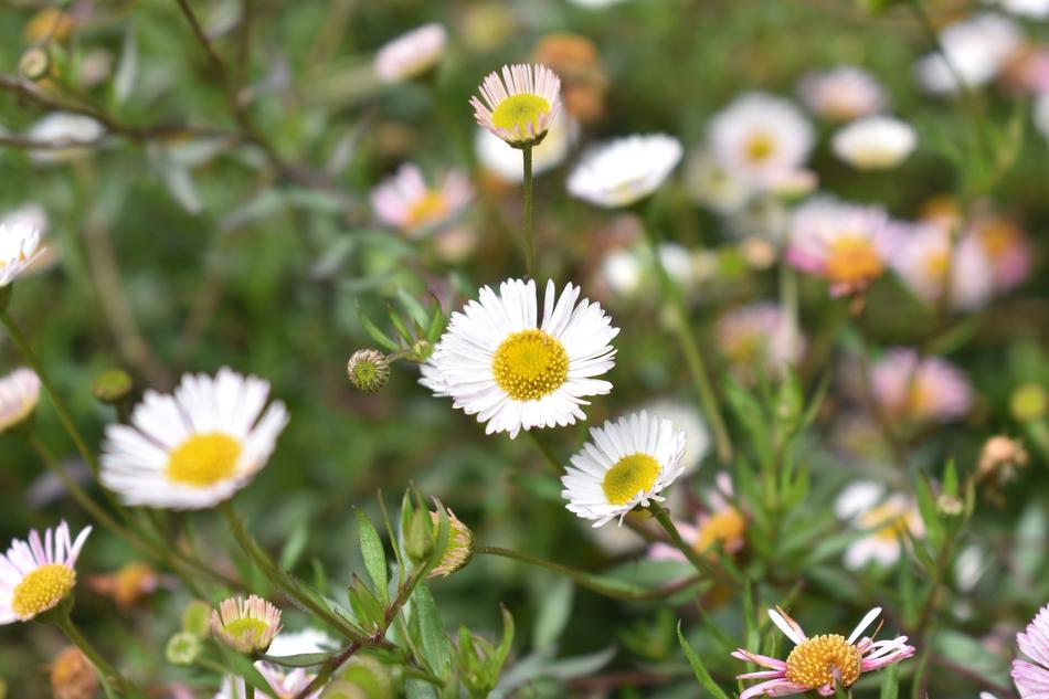 Daisy Flowers