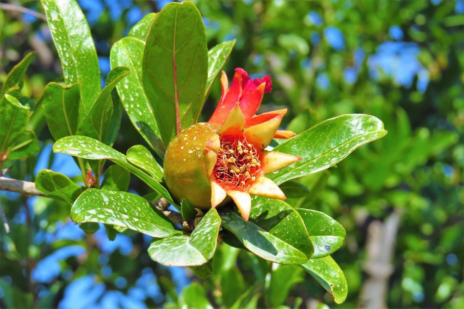 Pomegranate Flower Fruit