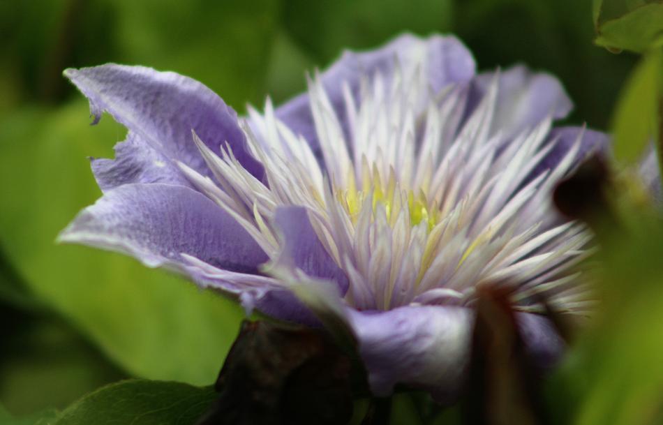 nature flower bud spring
