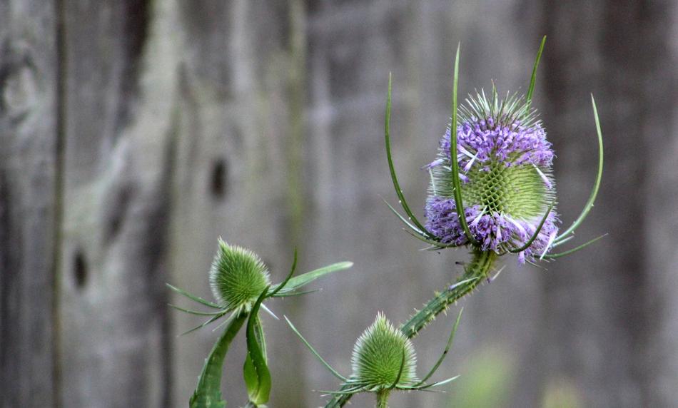 Nature Flower Flora
