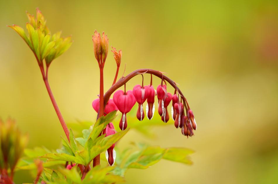 Nature Flower Plant