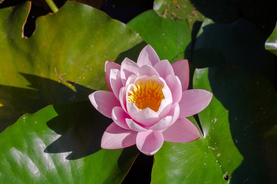 Plant Pond Flower