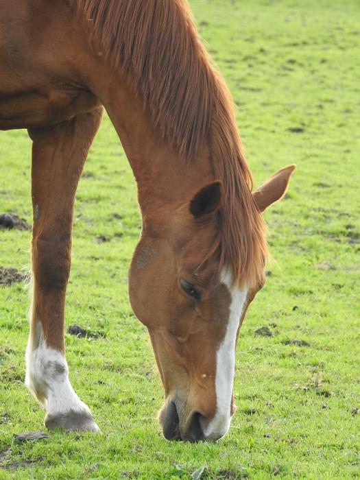 Animals Farm Mammals Pasture