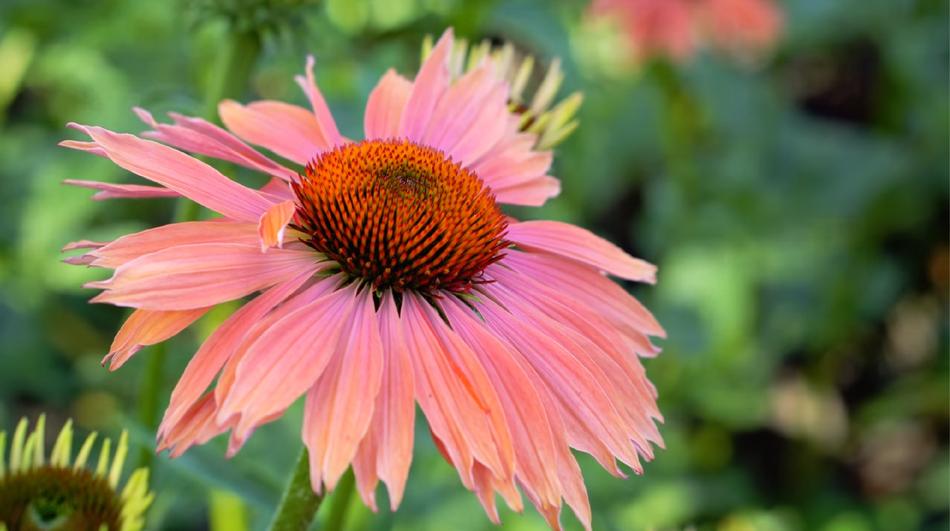 Nature Flower Flora
