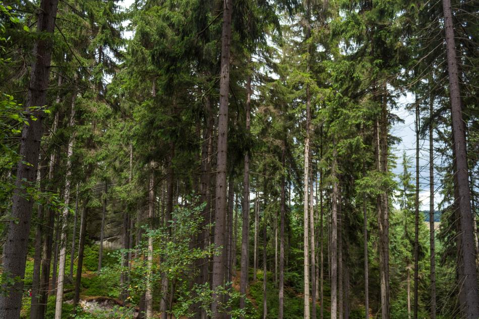 Nature Tree Landscape
