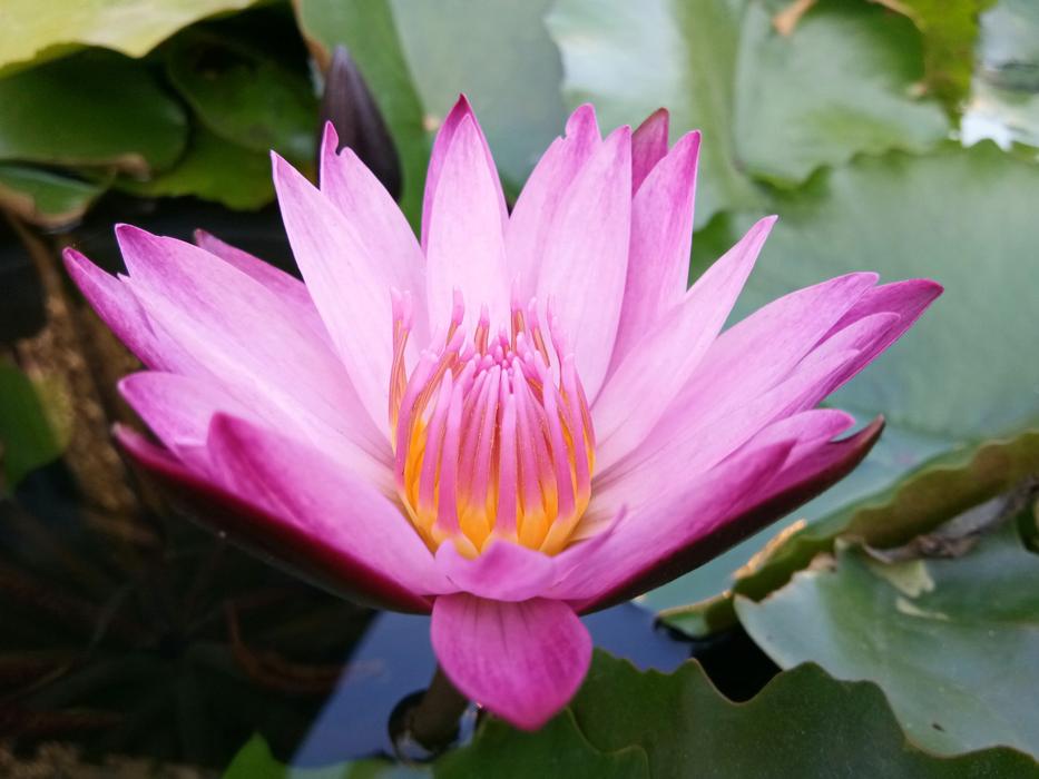 Flora Flower Garden