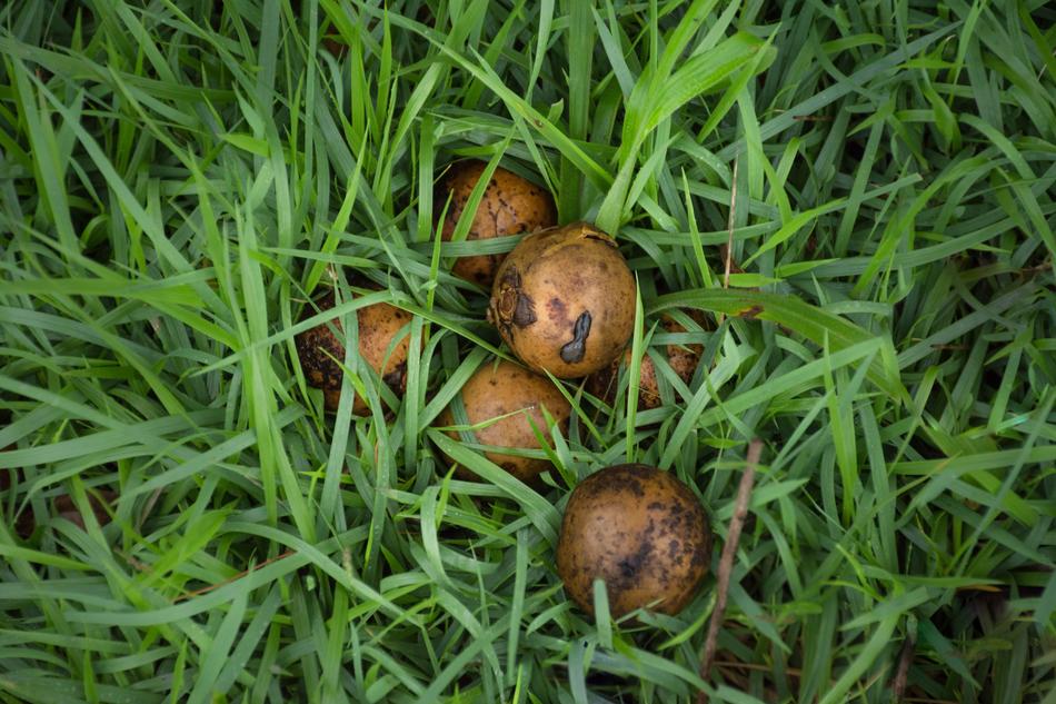 Lawn Nature Summer