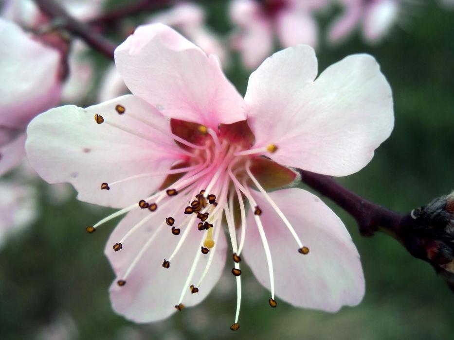 magnificent sakura on a branch