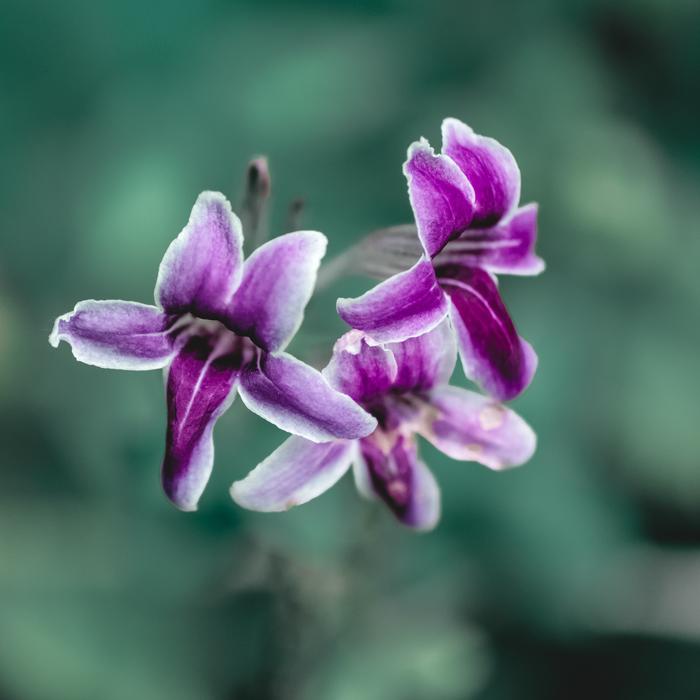 Flower Flora Nature