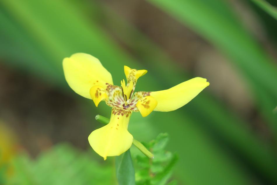 Iris Nature Plant