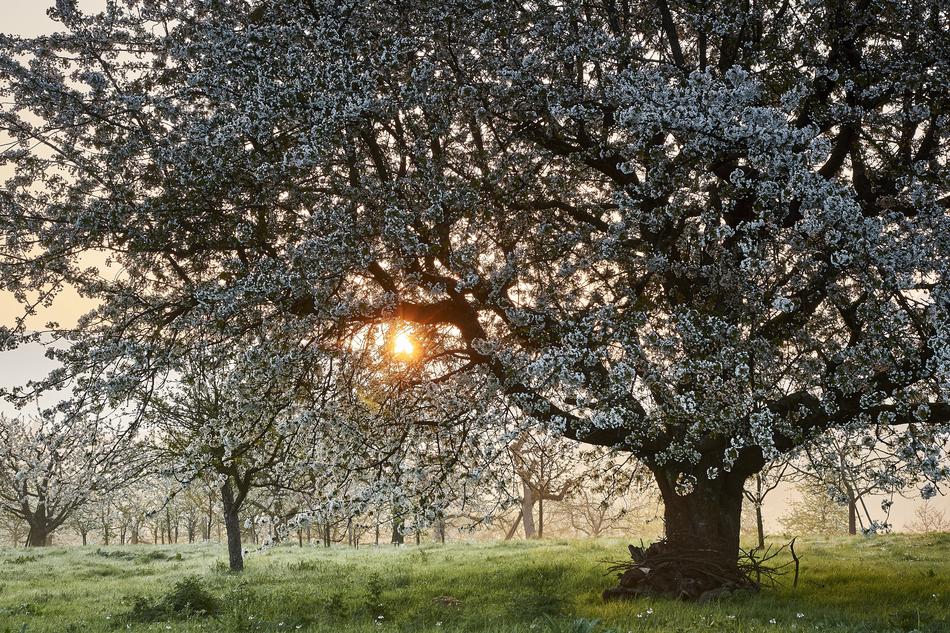 Tree Nature Season