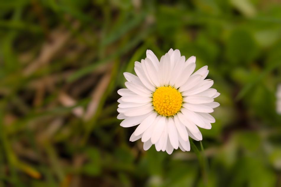 Nature Plant Flower