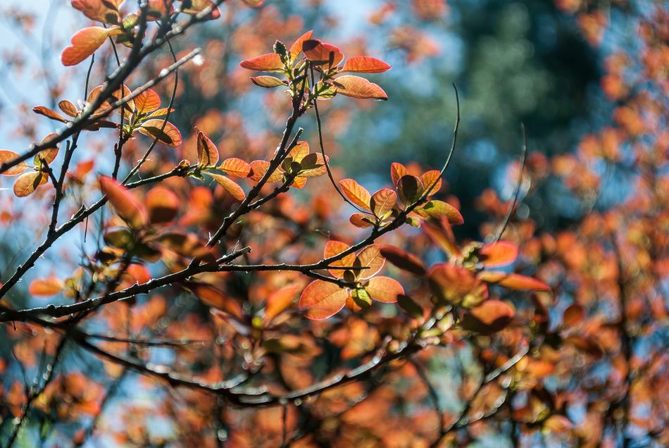 Tree Sheet Season