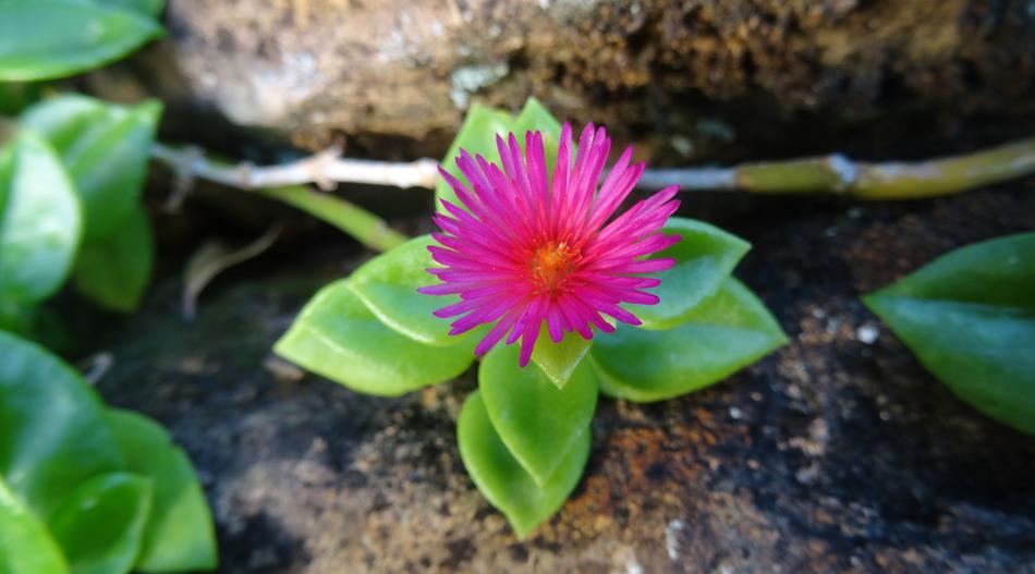 Nature Flora Flower