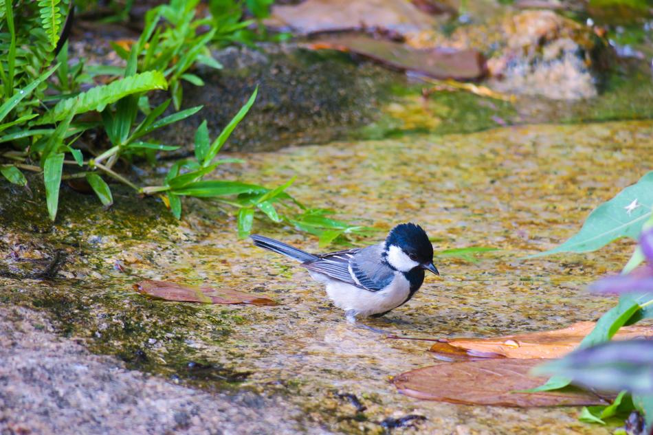 Nature small Bird