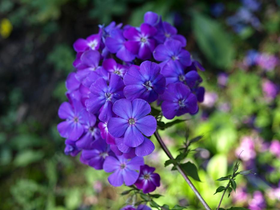 Flowers Garden
