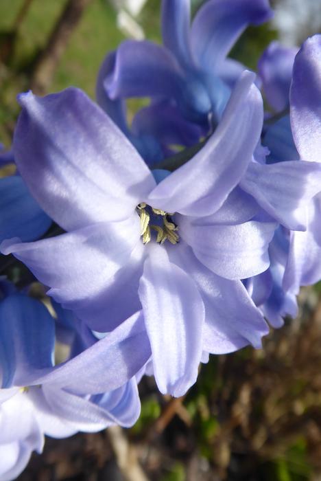 Flower Nature Plant