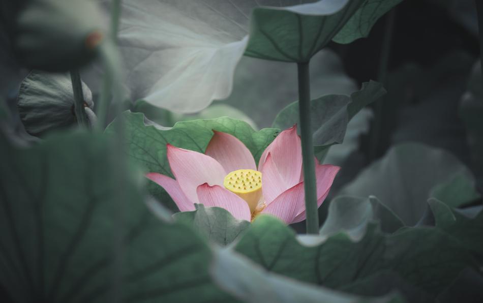 Flower Plant Nature