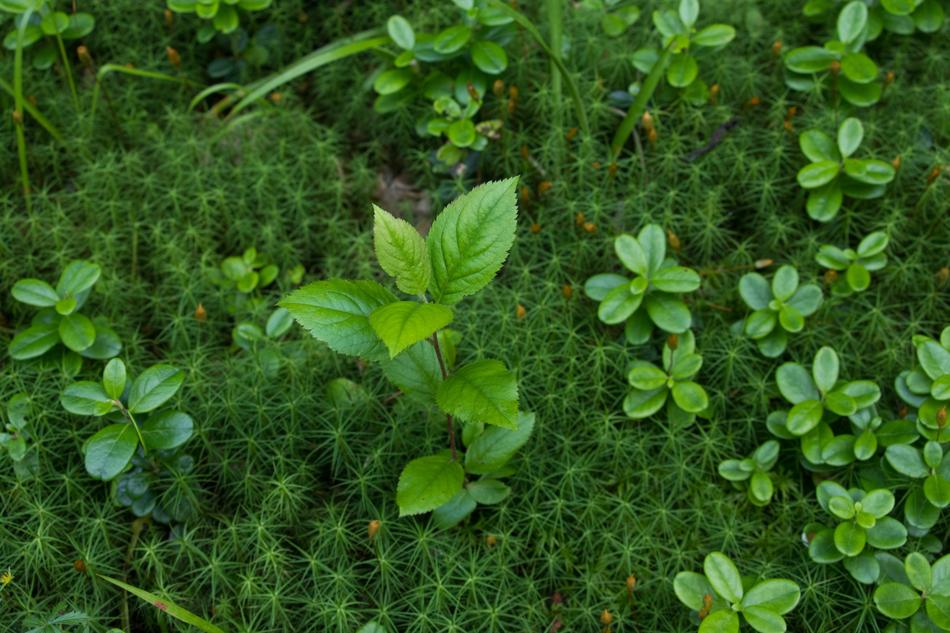 Green Nature Plant