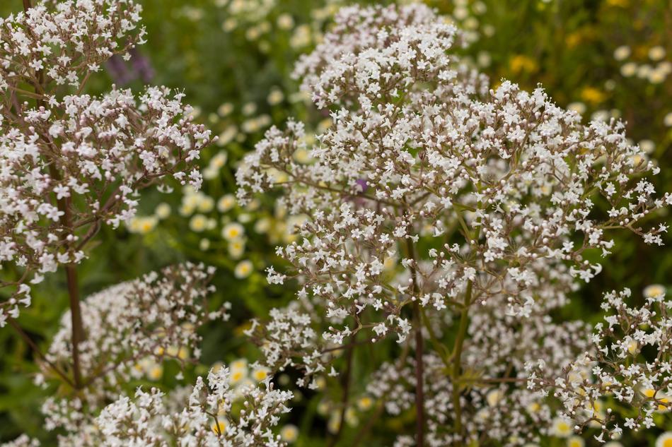 Valerian Flower