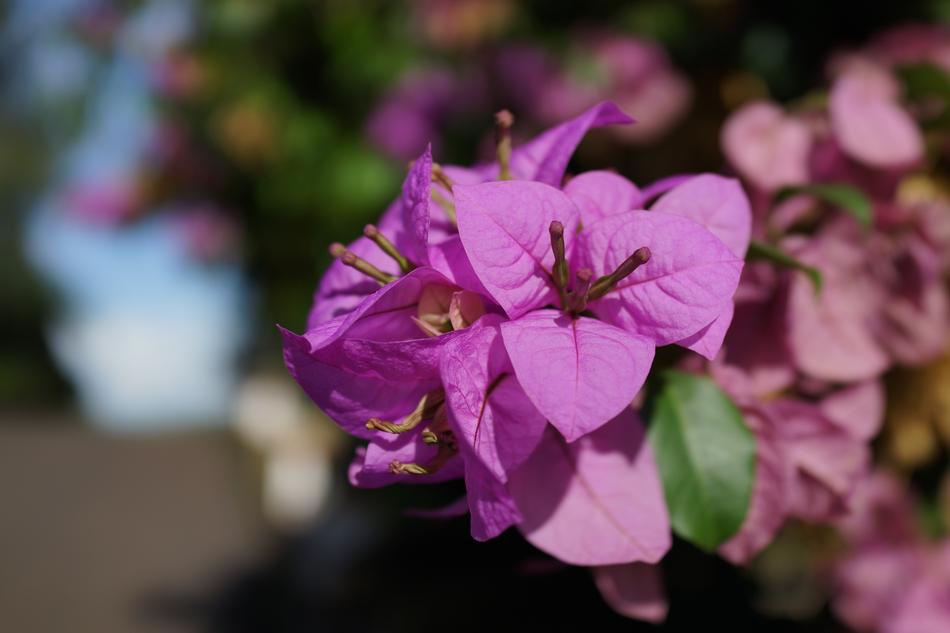 Flower Flora Nature