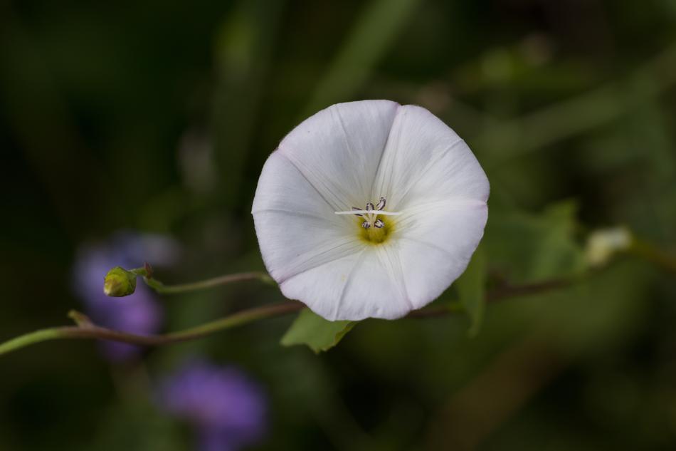 Bindweed Flower Plant